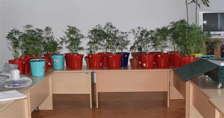 Slika \PU_V\vijesti\2021\Biljke indijske konoplje-0807\kono-001.jpg